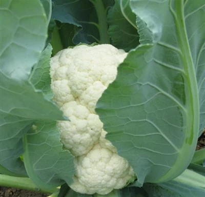 Good Leaf Coverage Pure White F1 Cauliflower Seeds FL-H1