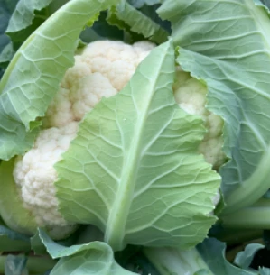 Heat Resistant Fresh Market Cauliflower Seeds FL-H2