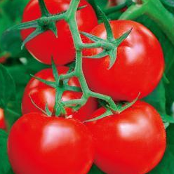 Indeterminate Beef Tomato Seeds