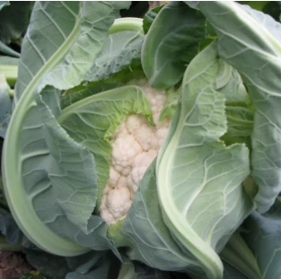 Medium-early Maturing Autumn Variety Cauliflower Seeds FL-H6