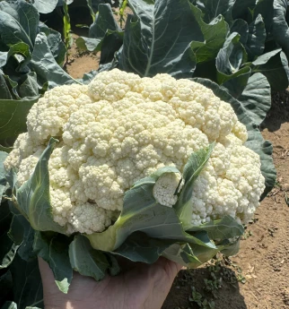 Mid Maturity Good Disease Resistance Cauliflower Seeds FL-702