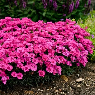 Perennial Pink Flower Seeds (Everlasting Dianthus) Everlasting Dianthus Seeds (CF-002)