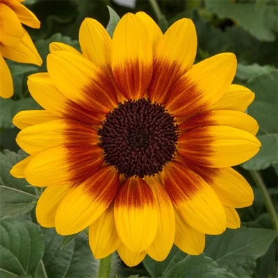 Premium Bi-Color Ornamental Sunflower (Sunflower) Magician Sunflower Seeds (CF-013)
