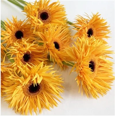 Quilled Petal Ornamental Sunflower (Sunflower) Magic Flute Sunflower Seeds (CF-014)