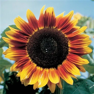 Unique Bi-Color Ornamental Sunflower Variety (Sunflower) Moon Eclipse Sunflower Seeds (CF-007)