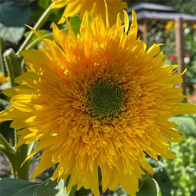 Unique Green-Centered Ornamental Sunflower (Sunflower) Greenburst Sunflower Seeds (CF-010)