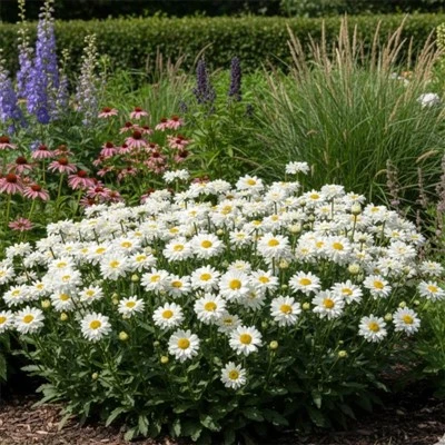 White Perennial Flower Seeds With Yellow Center (Shasta Daisy) Premium Shasta Daisy Seeds (CF-BJ)