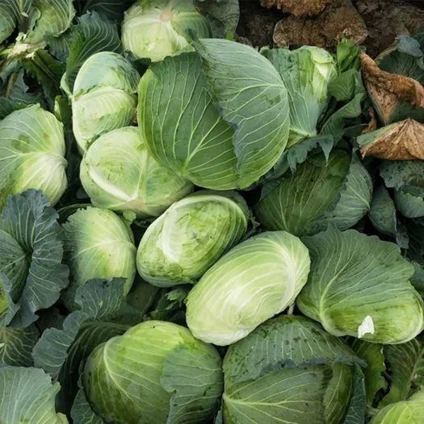 cabbage seeds2