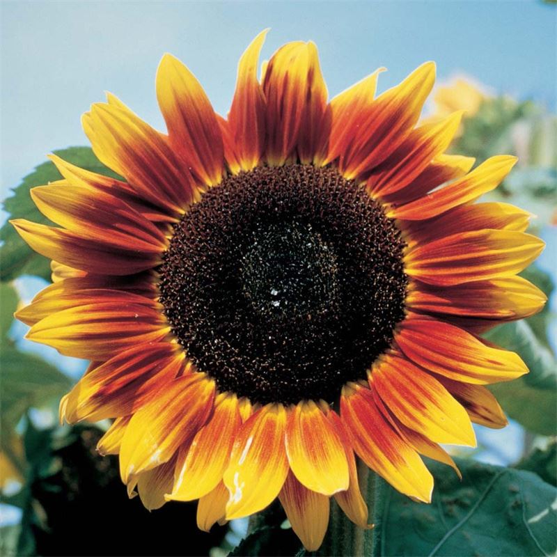 Unique Bi-Color Ornamental Sunflower Variety (Sunflower) Moon Eclipse Sunflower Seeds (CF-007)