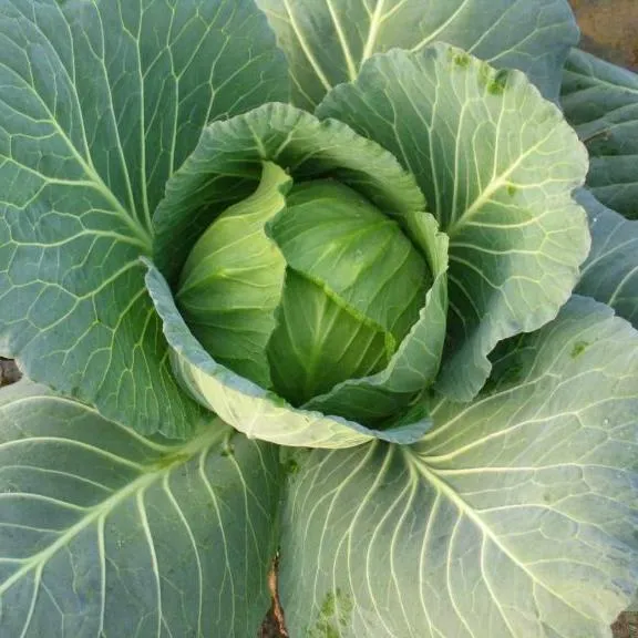 Wakefield Cabbage Seeds Wakefield Cabbage Seeds