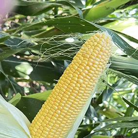 Yellow Sweet Corn Seed
